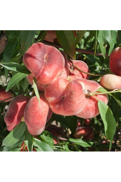 Плоды персика Сатурн: сочные, с выраженным вкусом и восхитительной текстурой.